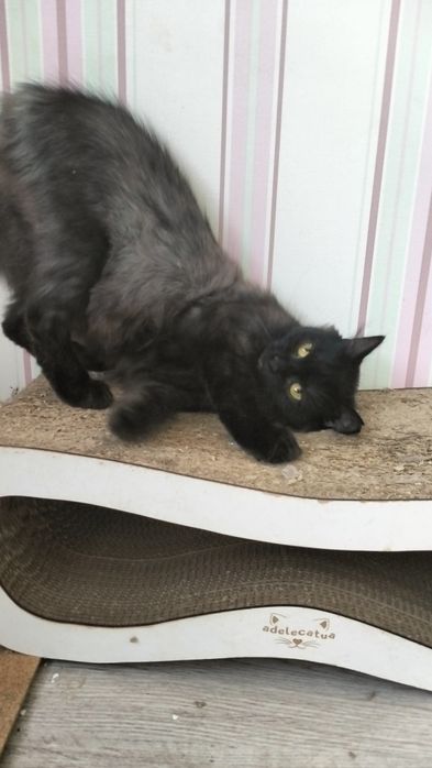 Димчаста красуня шукає родину