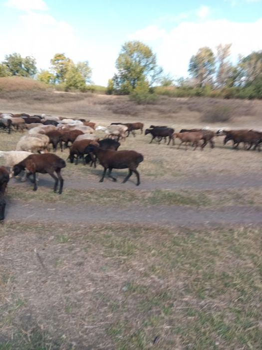 Продам курдючних вівцематок