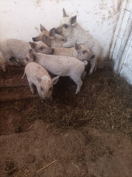 Продам венгерська похова монгалиця