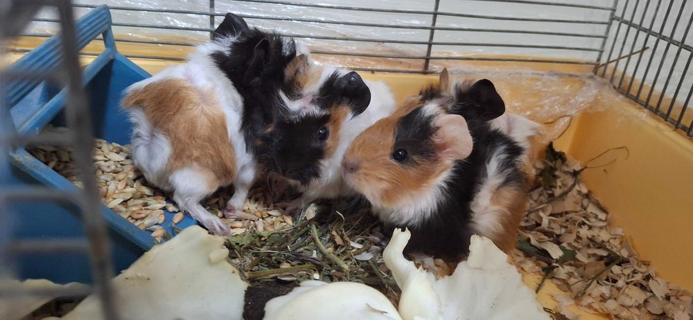 Продаж Морської Свинки