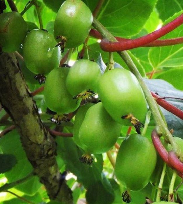 Arvore kiwi baby raros autoferteis - portes grátis