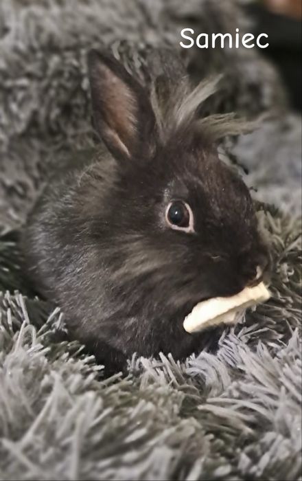 Króliki mianiaturki Teddy Karzeł