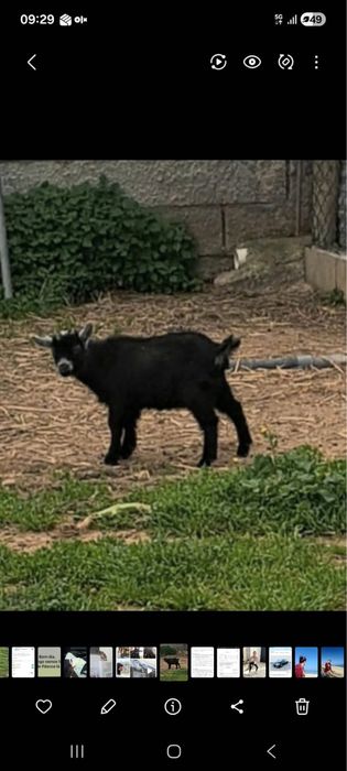 cabrito anão para reproducao