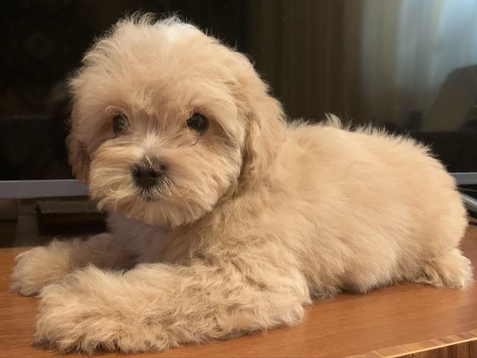 Мальтіпу подарунок на 8 березня