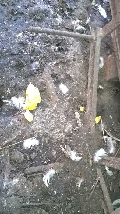 Рало картопляне Борона зубчата Борона тракторна Рало