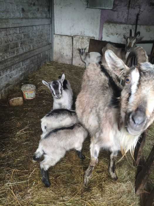 Kózki i koziołki młode