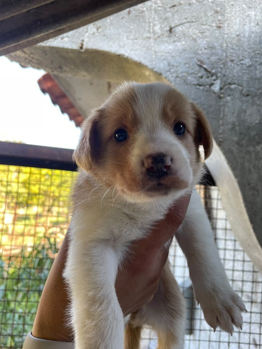 Dão se cães de porte médio