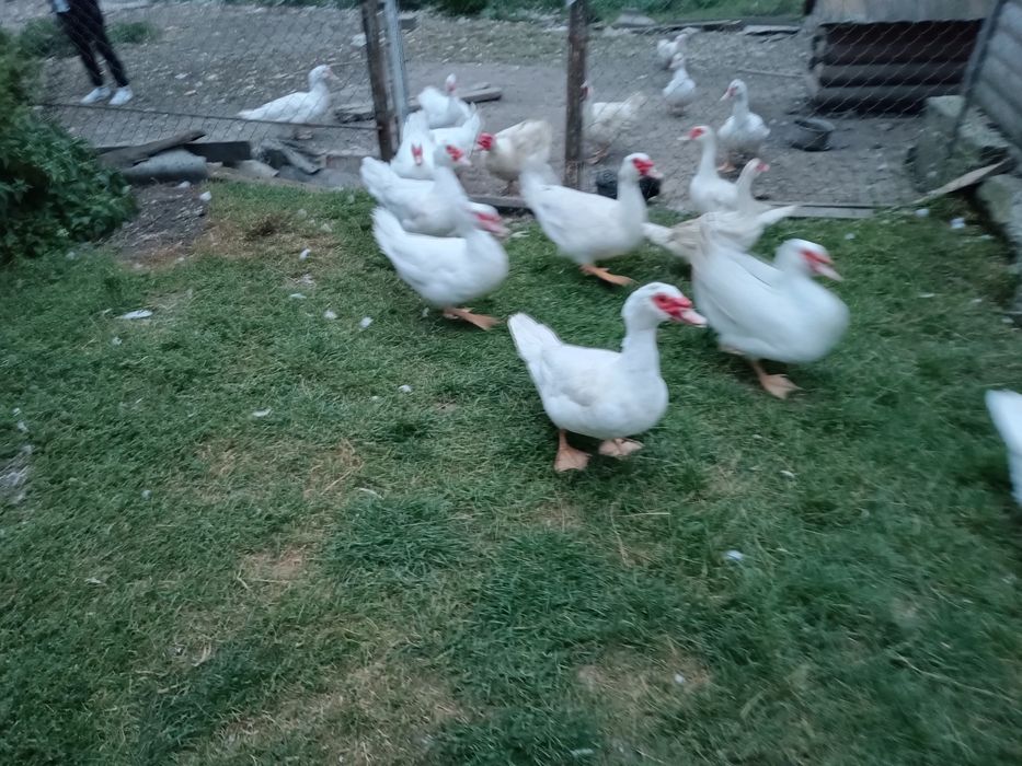 Продаються мускусні качки німецька важка лінія