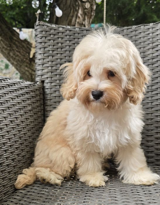 Maltipoo / chłopczyk