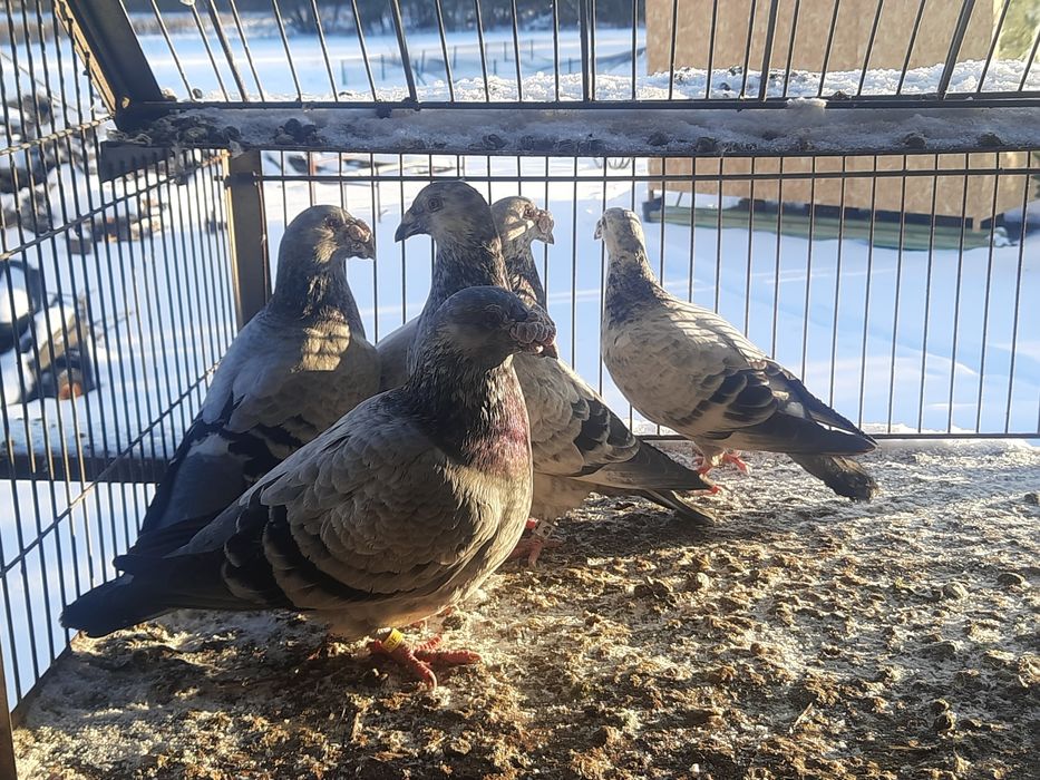 Gołębie staropolskie