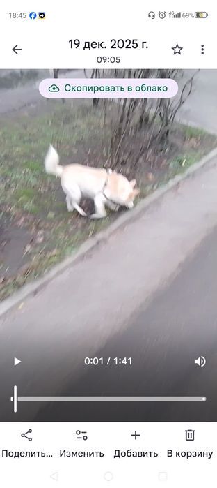 Пропал домашний друг !