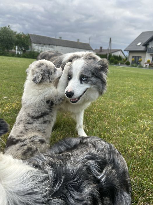 Border Collie Suczka