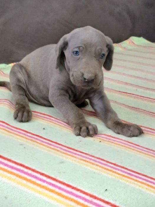 Wyżeł Weimarski śliczny piesek