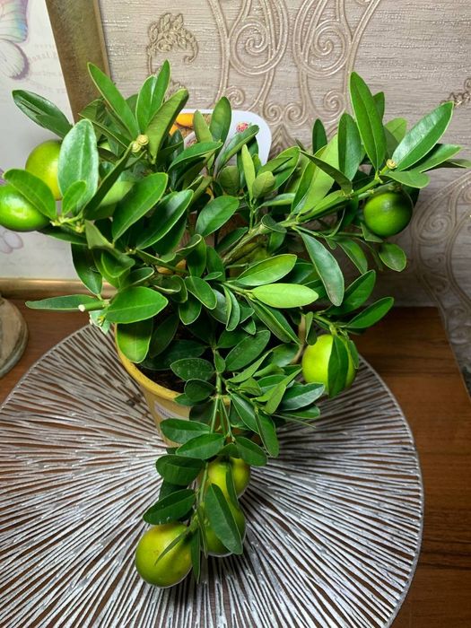 Лимон   Лаймкват Лимонелла