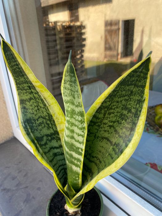 Sanseweria Ciemna Roślina doniczkowa