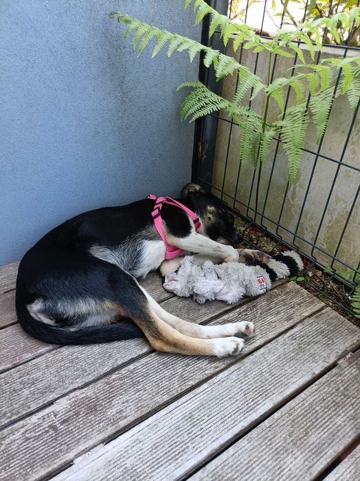 Cadela 6 meses para adoção responsável