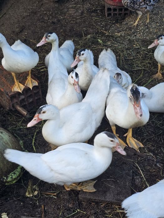 Patos mudos de 2026