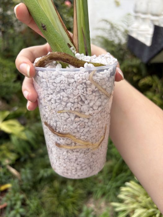 Monstera Thai Constelation