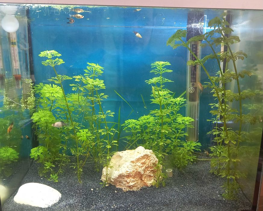 Peixes molinésia balão