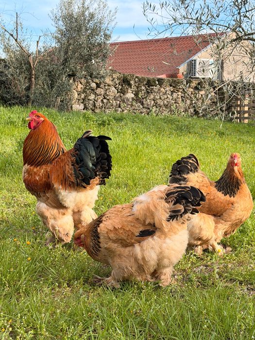 Ovos para Incubação – Galinhas Brahma Buff