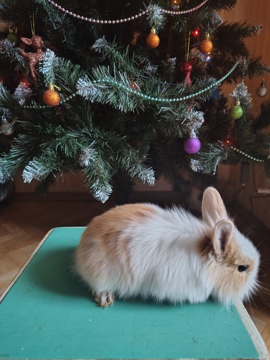 Декоративні кролики