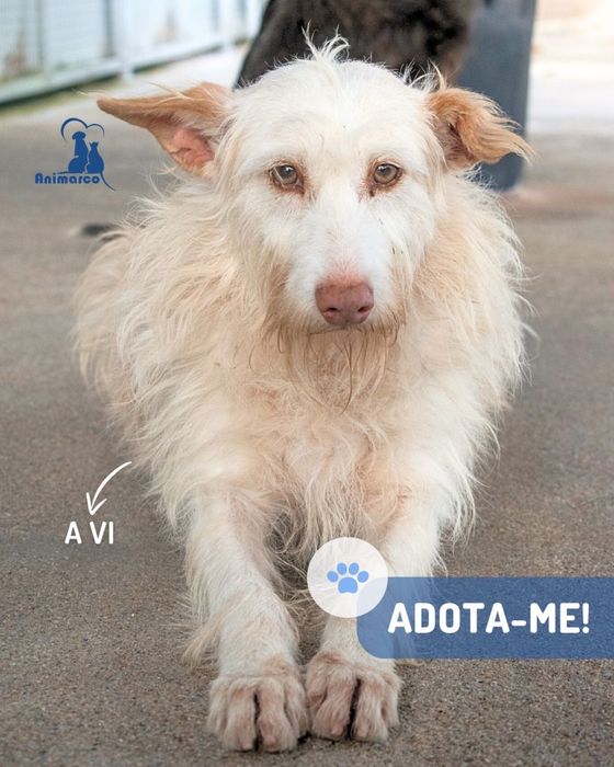 Vi cadela de porte medio