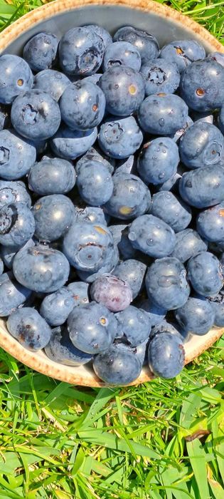 Mirtilos 100% Biológicos