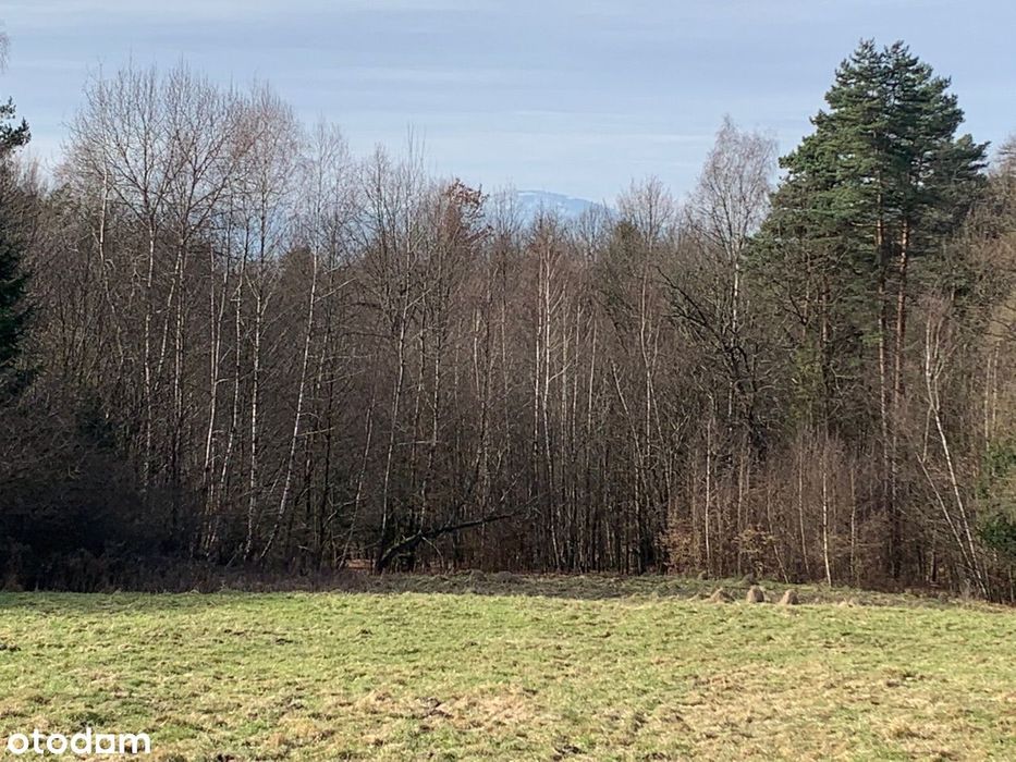 Piękna polanka przy lesie, blisko prąd ! Okazja - Widok 3