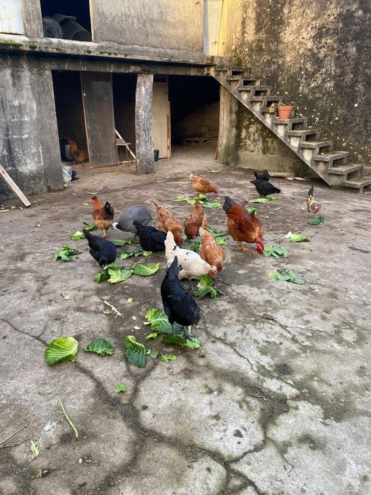 Ovos de Quinta Reais - Galinhas Felizes e Gema Laranja (Dúzia)