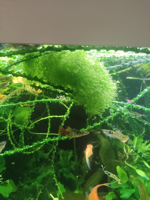 Wątrobowiec Wgłębka (Riccia fluitans)
