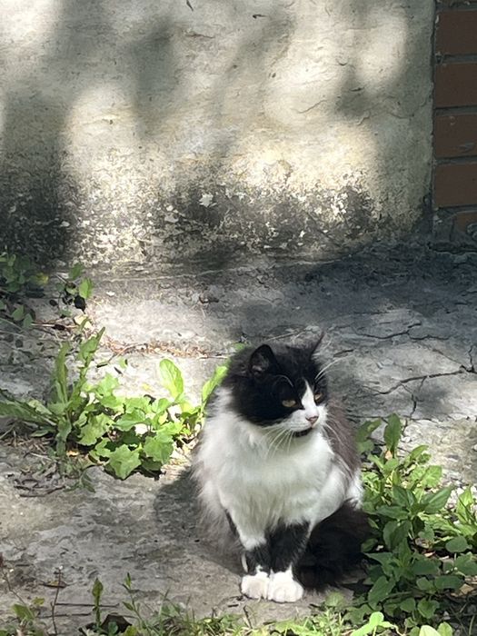 Котик безкоштовно