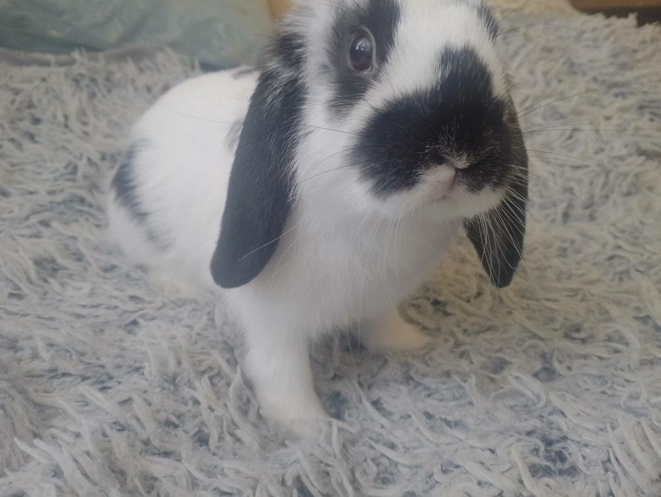 Śliczny Królik baranek