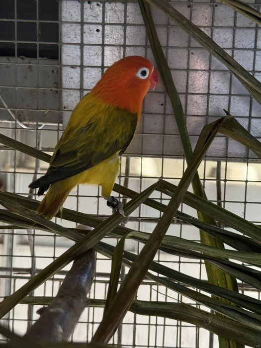 Agapornis fisher Agapone