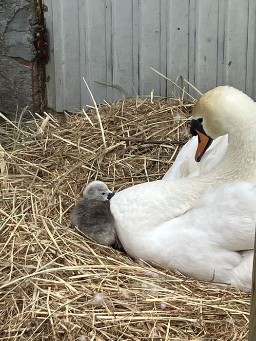 Cisnes brancos reprodutores