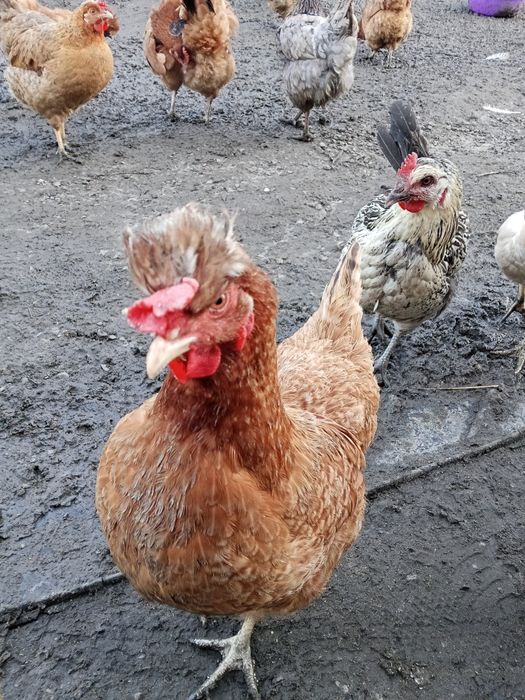 Jaja lęgowe kurek niosek