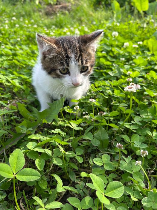 Котеня (хлопчик) 2 місяці