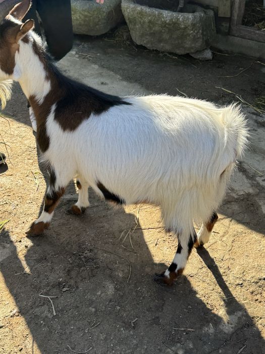 Vendo cabritas, uma está prenha