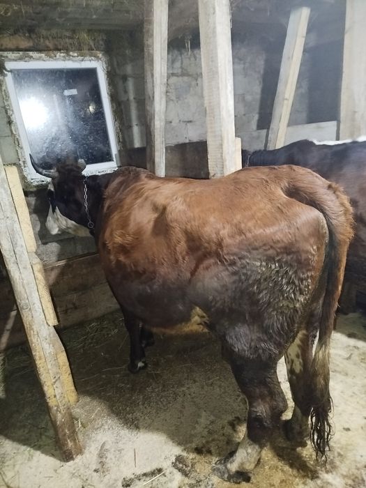 Продам корову вечірка