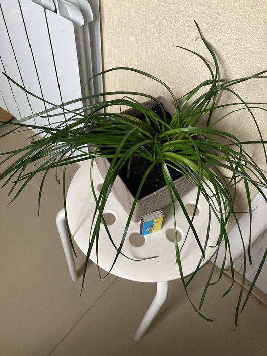 Цветок зефирантес белый 12 луковиц