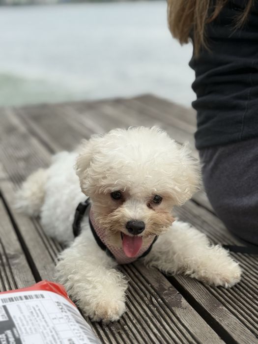 Хлопчики Бішон Фрізе. Бишон Фризе. Київ. Бориспіль