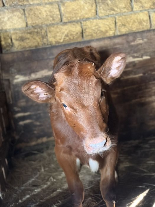 Продам теличку .