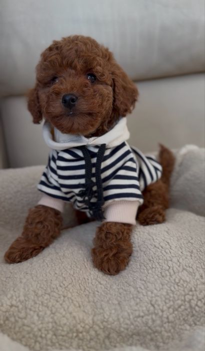 Poodle red brown