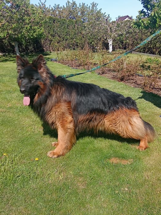 Owczarek niemiecki długowłosy suka