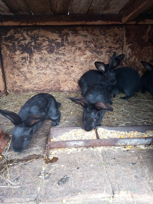 Кролі Полтавське срібло