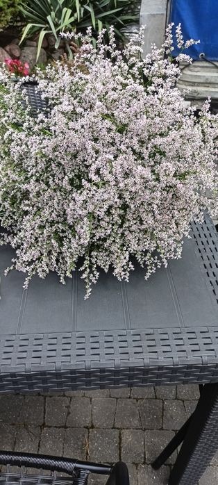 Sprzedam zatrwian tatarski z 2025 r