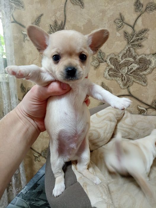 Малюки Хлопці чихуахуа