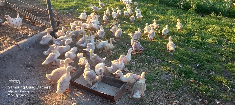 Idyki kury nioski kaczki mulardy pekiny  gęśi