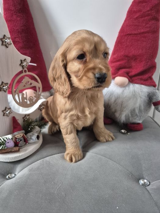 Cocker spaniel piesek Dingo
