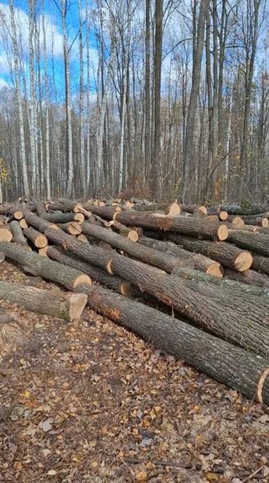 дрова дуба, берези, вільхи для опалення, найкраща ціна, безкоштовна доставка, вигрузка, чесний об’єм без передплати 6/12 м3