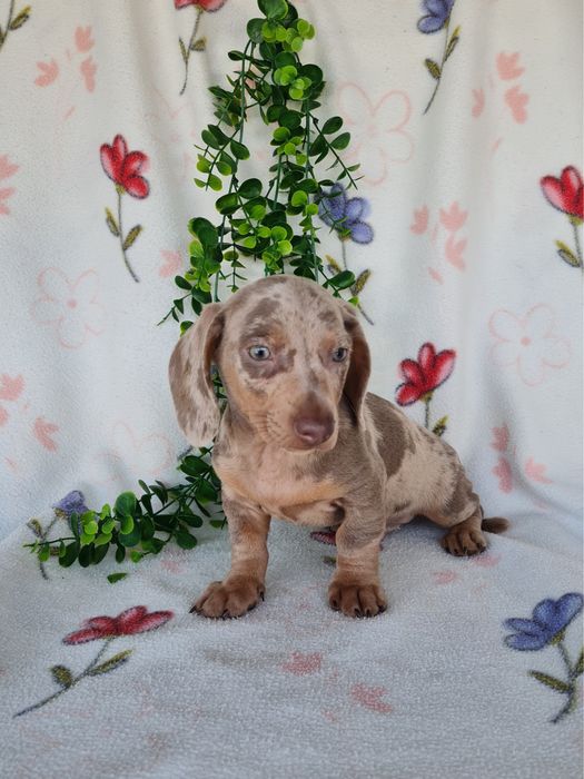Estupendo menino mini/Kanichen teckel isabella arlequim de Qualidade